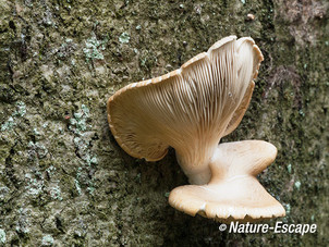 Bleke oesterzwam, bleke oesterzwammen, op beuk, Spanderswoud 1 051013