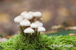 Bundelmycena, bundelmycena's, Speulderbos 2 191013