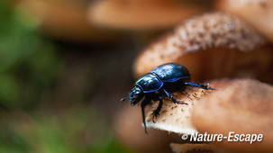 Mestkever, gewone mestkever, op honingzwam, Speulderbos 1 191013