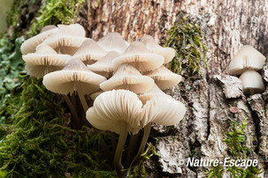 Mycena, Mycena's, AWD10 221013