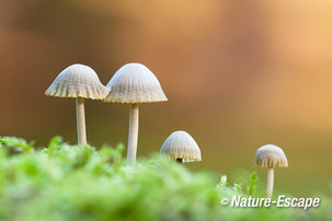 Mycena, Mycena's, AWD9 221013