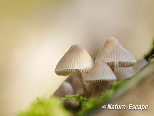 Mycena, Mycena's, AWD3 221013