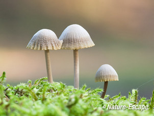 Mycena, Mycena's, AWD2 221013