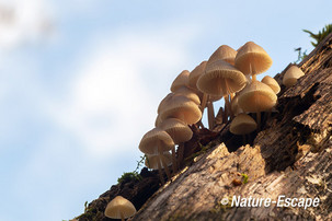 Mycena, Mycena's, AWD7 221013