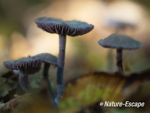 Amethistzwam, rodekoolzwam, paddenstoelen, Het Wildrijk 2 221013