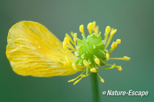 Scherpe boterbloem, uitgebloeide bloem, Zwanenwater 1 241013