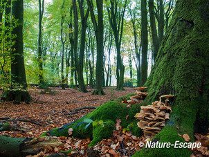 Honingzwam, honingzwammen, aan voet van beuk, Speulderbos 2 261013