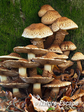 Schubbige bundelzwam, schubbige bundelzwammen, Speulderbos 1 261013