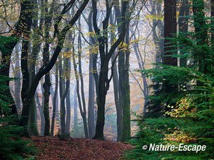 Speulderbos, herfst, herfstkleuren, mist, nevel, Speulderbos 1 161113