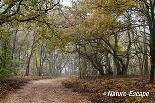 Zomereik, dansende eiken, Ermelose Heide 1 161113