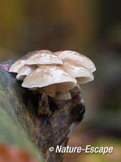 Porseleinzwam, porseleinzwammen, Speulderbos 1 161113