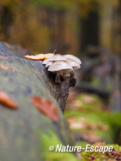 Porseleinzwam, porseleinzwammen, Speulderbos 3 161113