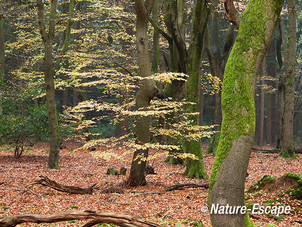 Speulderbos, herfst, herfstkleuren, mist, nevel, Speulderbos 10 161113