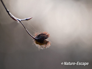 Beuk, napje aan tak, spinrag, Hilverbeek Natuurmonumenten 2 301113