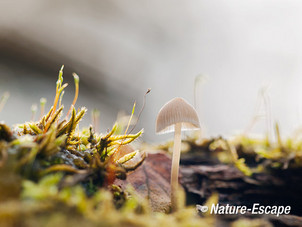 Mycena, Mycena's, AWD11 221013