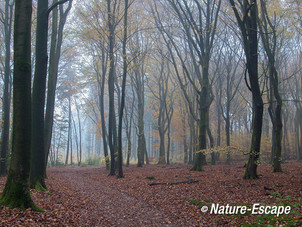 Speulderbos, herfst, herfstkleuren, mist, nevel, Speulderbos 12 161113