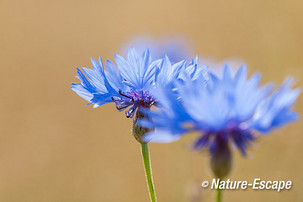 Korenbloem, bloemen, Groene Hart, bij de Reeuwijkse Plassen 2 130713