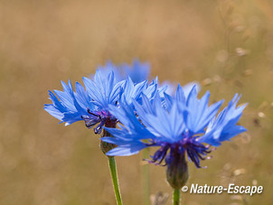 Korenbloem, bloemen, Groene Hart, bij de Reeuwijkse Plassen 3 130713