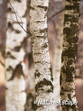 Berk, berkenstammen, Kalmthoutse Heide 1 180114