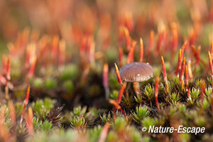 Zandkaalkopje, vermoedelijk, tussen ruig haarmos, Kalmthoutse Heide 2 180114