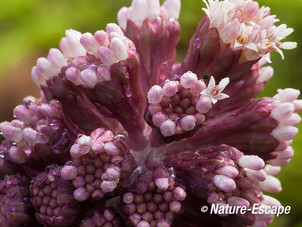 Groot hoefblad, bloemknoppen met waterdruppels, Elswout 1 280214