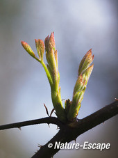 Braam, jonge uitlopers, uilopende knoppen, Wildrijk 2 220314