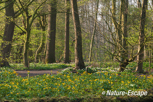 Landschap, boslandschap, Jac P Thijssepark, Amstelveen 1 290314