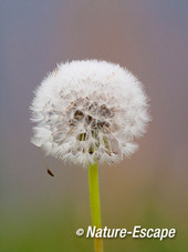 Paardenbloem, pluisbol, zaadje, zaad, Wogmeerdijk 1 050414