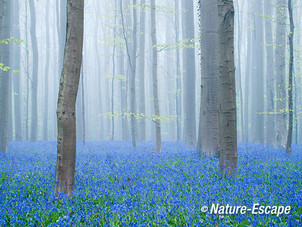 Hallerbos, boshyacinten, bloemen, bloei, mist, Hallerbos 2 120414