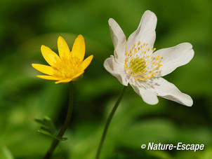 Bosanemoon bloem, speenkruid, bloem, Hallerbos 120414 