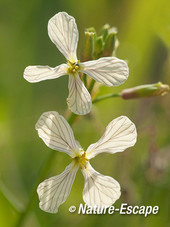 Knopherik, bloemen, bloem, bloei, Dwingelderveld 1 300514