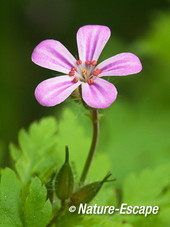 Robertskruid, bloem, bloei, Savelsbos 1 280414