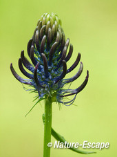 Zwartblauwe rapunzel, bloemen, bloei, paars, blauw, Savelsbos 1 280414