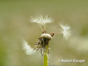 Paardenbloem, zaadpluis, zaden, Savelsbos 4 280414