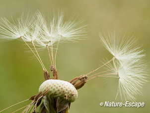 Paardenbloem, zaadpluis, zaden, Savelsbos 2 280414