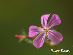 Robertskruid, bloem, bloei, Savelsbos 7 280414