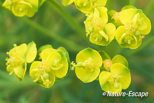 Cipreswolfsmelk, cypreswolfsmelk, bloemen, bloei, AWD1 010514