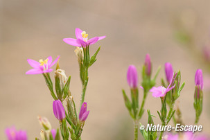 Strandduizendguldenkruid bloemen, bloei, AWD3 160814