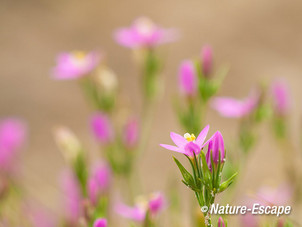 Strandduizendguldenkruid bloemen, bloei, AWD1 160814