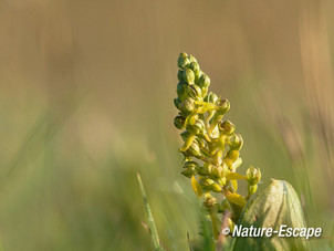 Grote keverorchis, bloemen, bloei, Zwanenwater 1 170514