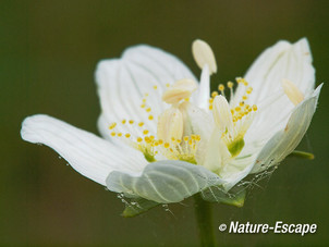 Parnassia, bloem, bloei, Middenduin 7 060914