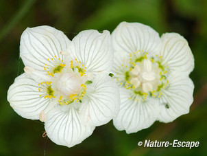 Parnassia, bloem, bloei, Middenduin 3 060914