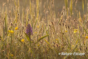 Brede orchis, bloei, bloemen, tegenlicht, Zwanenwater 1 170514