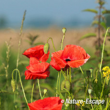 Klaproos, bloemen, bloei, Castricummerpolder1 090614