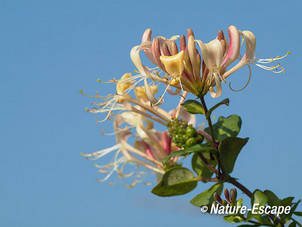 Kamperfoelie, bloemen, bloei, Zwanenwater 1 260714