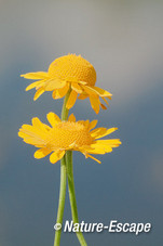 Gele ganzenbloem, bloem, bloei, Castricummerpolder 1 160714