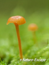 Oranjegeel techtertje, Nationaal Park Veluwezoom 1v1 230814