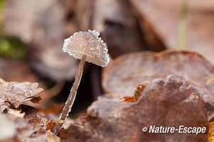 Mycena, sp. bedekt met ijs, ijskristallen, SBB Schoorl 1 190115