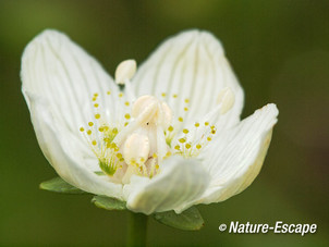 Parnassia, bloemen, bloei, Middenduin 5 060914