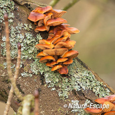 Fluweelpootjes, op paardenkastanje, Zwanenwater 2 310115